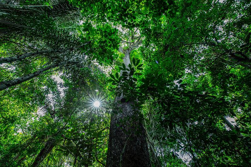 Floresta Amazônica. Foto: Mayke Toscano