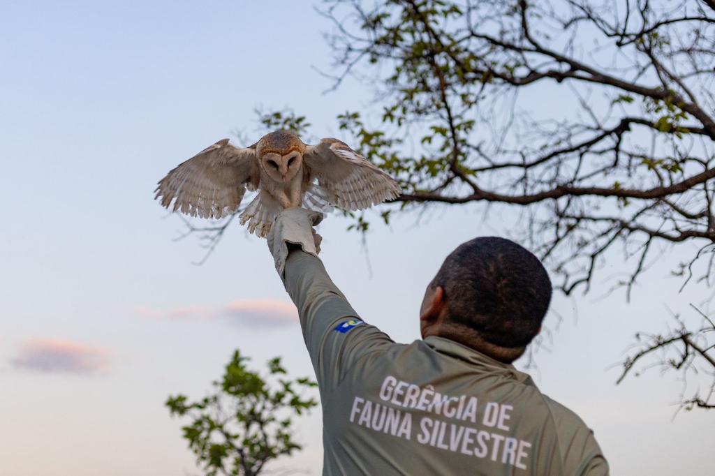 Sema-MT devolve 8 animais silvestres para seu habitat natural; veja vídeo