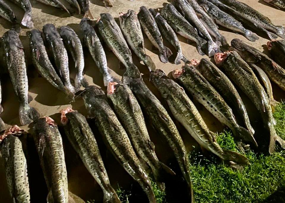 Apreensão de pescado Barão de Melgaço