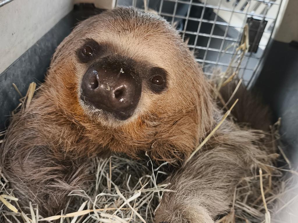 Sema solta cinco animais silvestres resgatados, após atendimento médico veterinário