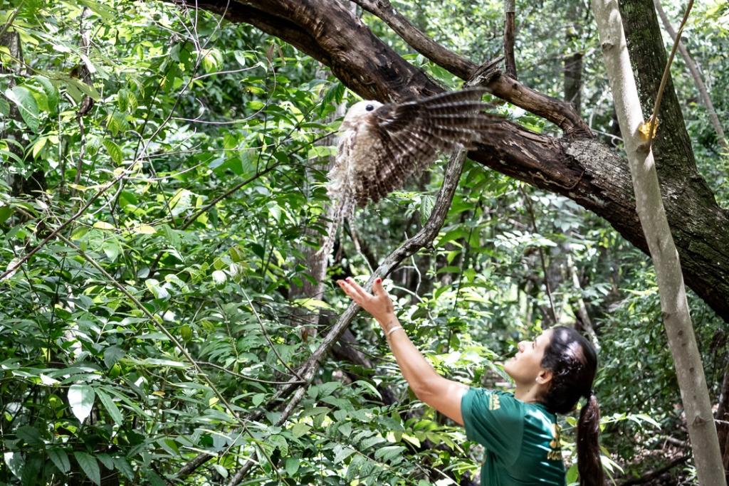 Urutau, maria-faceira e gambá são devolvidos à natureza após reabilitação