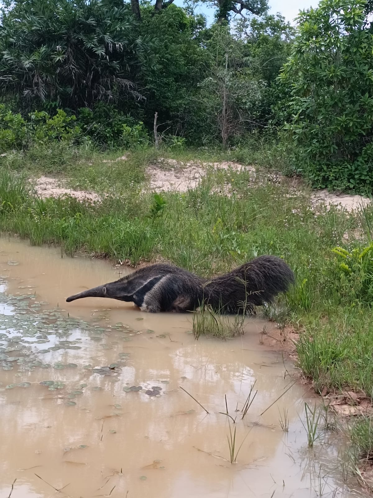 Sema devolve à natureza Tamanduá conhecido com Xômano após resgate ocorrido durante as queimadas de 2024 