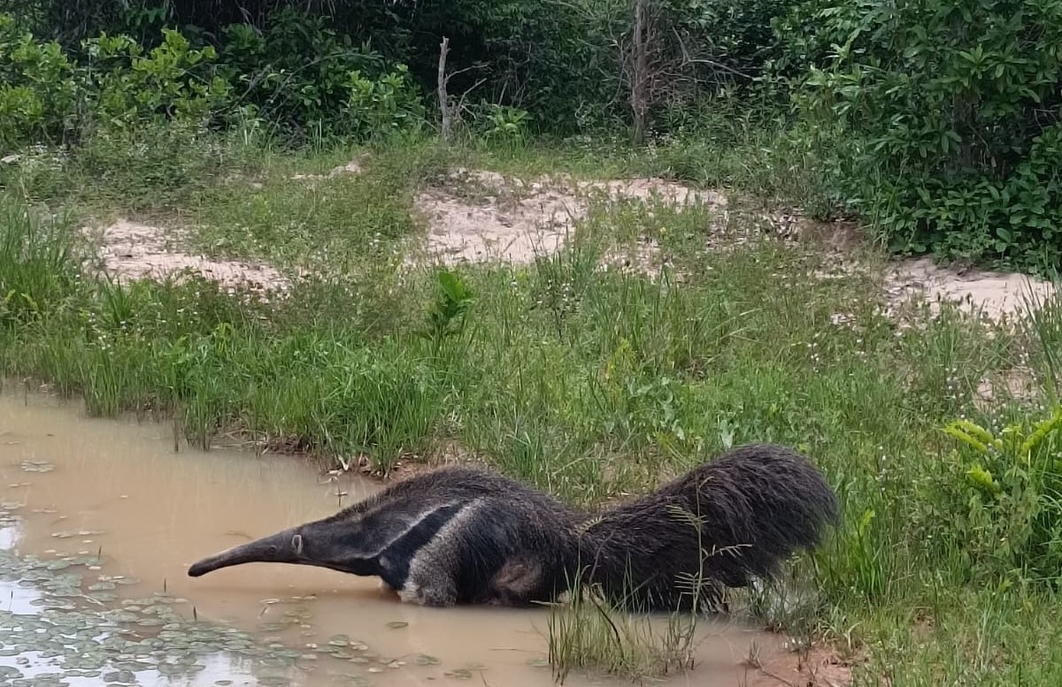 Sema devolve à natureza Tamanduá conhecido com Xômano após resgate ocorrido durante as queimadas de 2024 