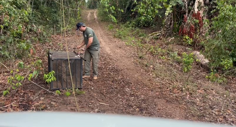 Onça-pintada que caiu em poço desativado é solta depois de passar por tratamento